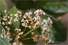 Viburnum punctatum